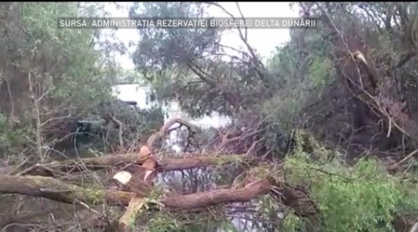 copacii din delta dunarii taiati de braconieri