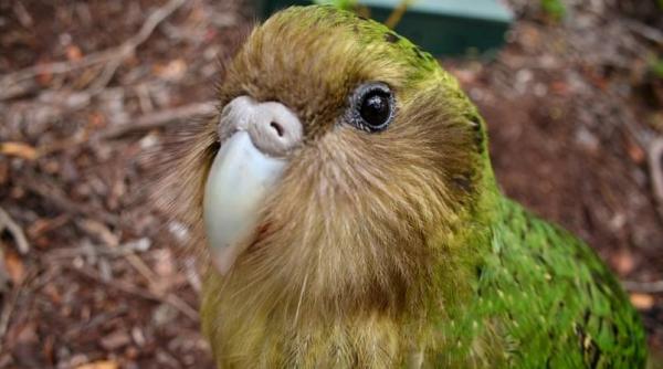 papagal kakapo operat pe creier interventia chirurgicala de pionierat