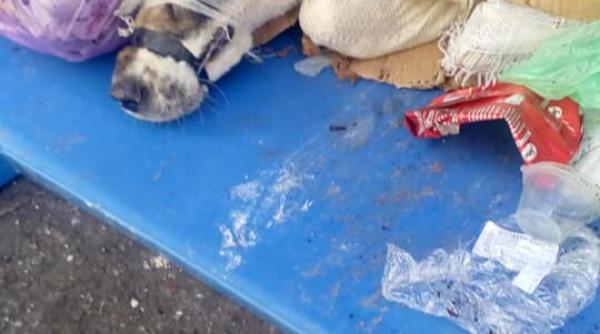 imagine plina de cruzime din romania cineva a vrut sa se asigure ca nu va mai avea nicio sansa