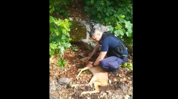 pui de caprioara ranit de o masina salvat de jandarmi