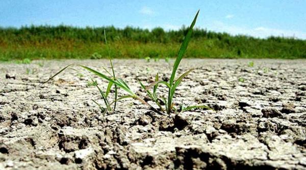 seceta face ravagii in tulcea