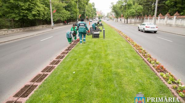 flori intr o mie de culori  plantate pe strazile sectorului 6