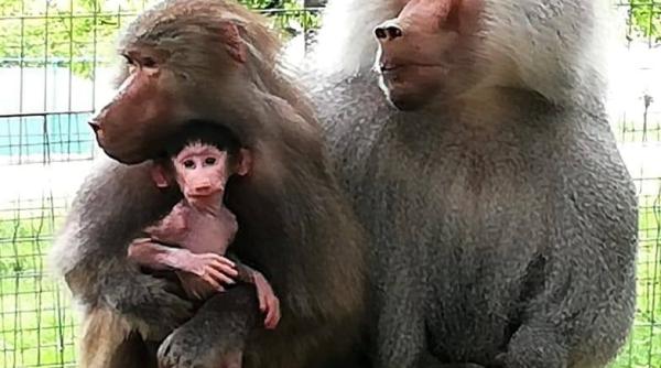 pui de babuin nascut la zoo hunedoara publicul este invitat sa i gaseasca un nume