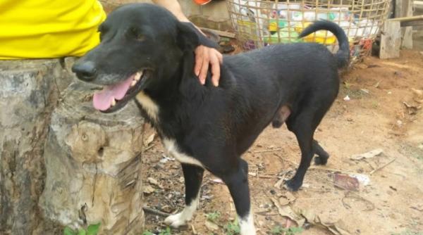 bebelus salvat de sub gunoi de un catel