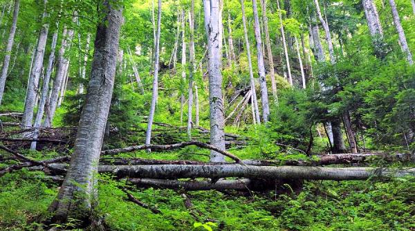 trupul unei tinere injunghiate gasit in padure