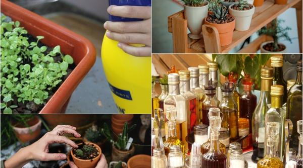 ce se intampla daca stropesti plantele cu otet vei avea o surpriza uriasa