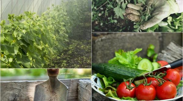 de ce nu trebuie sa plantezi rosiile langa castraveti cea mai mare greseala