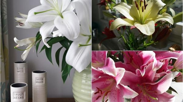 ce se intampla daca dormi cu crini in camera efecte grave poate provoca moartea