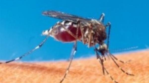 malaria eradicata in argentina si algeria