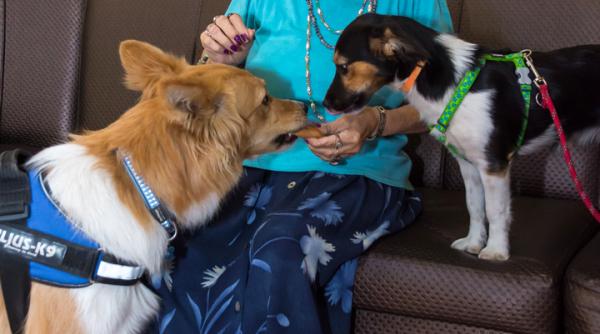 sapte ani de terapie asistata de animale pentru persoanele varstnice din sectorul 6