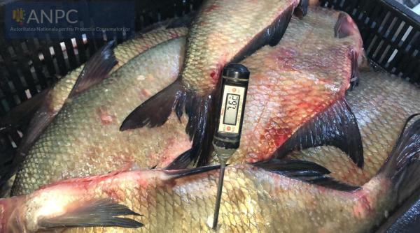 magazine pline de peste stricat