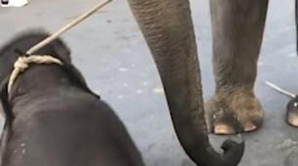un pui de elefant epuizat s a prabusit in vazul turistilor video