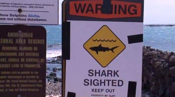 barbat ucis de rechin la 55 de metri de mal