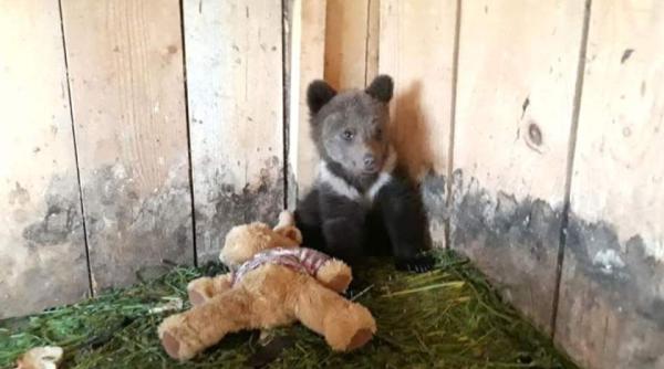 pui de urs salvat in vrancea