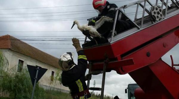 pompierii au intervenit pentru a salva o barza