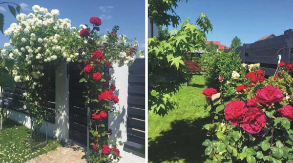 duckadam are probleme cu trandafirii