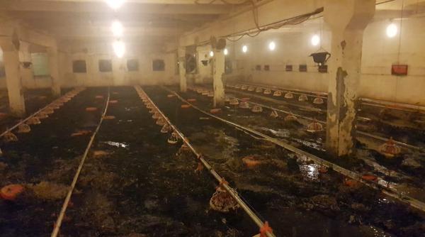 hunedoara  incendiu violent la o hala din cadrul unei ferme avicole