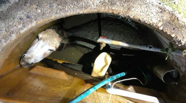 un magar a fost salvat in urma unei ample operatiuni dupa ce cazuse intr o fosa septica