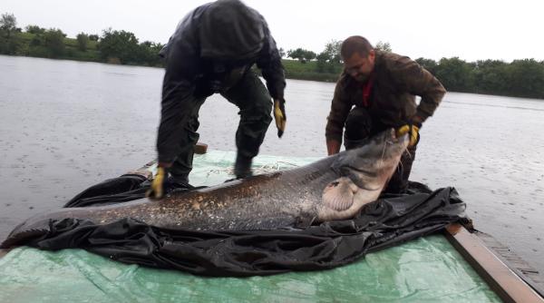 somnmania 2019 concurs unic de pescuit in romania