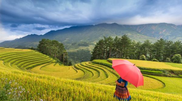 chinezii trec la orezul rosu cu beneficii pentru sanatate