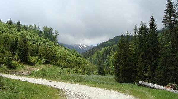 licitatie pentru drumul campu lui neag cerna