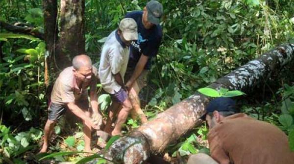 pentru a proteja padurile sri lanka interzice importul de drujbe si inchide fabricile de cherestea