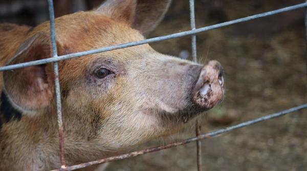 virusul pestei porcine confirmat intr o gospodarie din orasul pogoanele