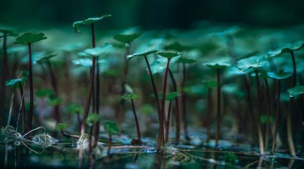 peste 500 de specii de plante au disparut in ultimii 250 de ani