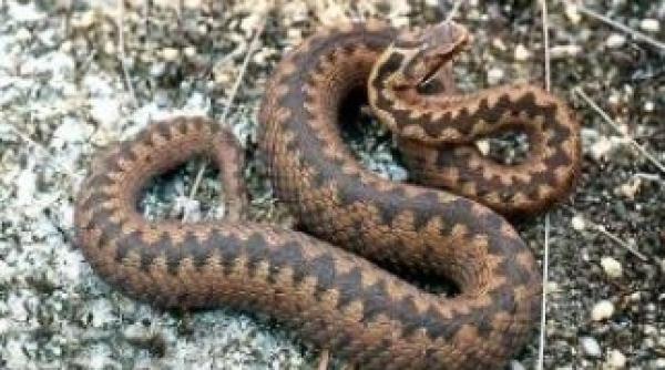 alerta doi turisti au fost muscati de vipere in caras severin