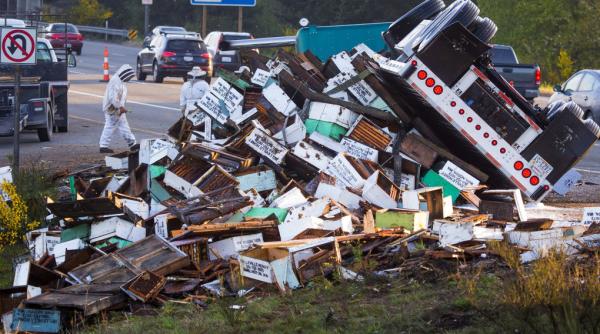 alerta in statul montana un camion cu 133 de milioane de albine s a rasturnat