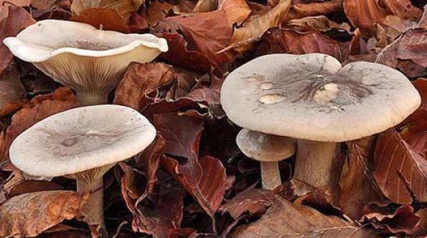 atentie la ciuperci o persoana este internata in stare grava