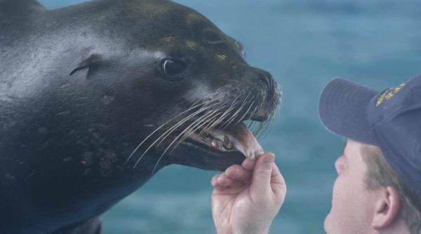 premiera la delfinariul din constanta s a nascut primul animal din aceasta specie