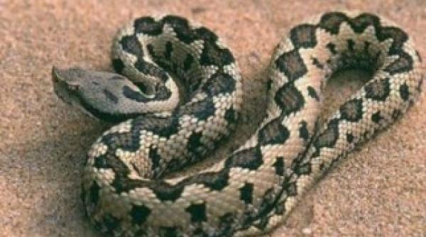 muscatura de vipera  ce trebuie sa faci pentru a ti salva viata