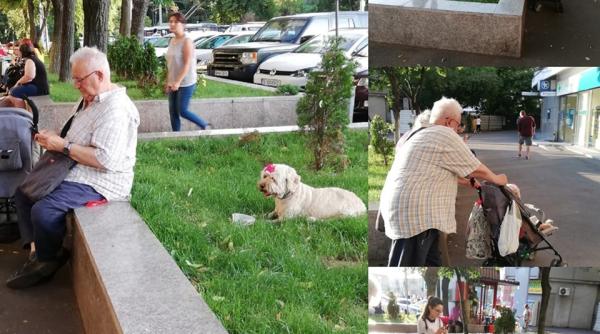 pana unde merge dragostea pentru animalul de companie povestea emotionanta a unui caine din bucuresti