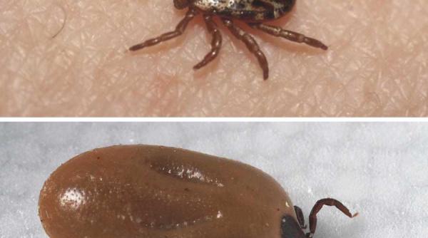 institutul cantacuzino mare atentie la capuse