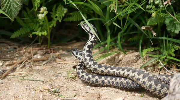 stocul de ser antiviperin din principalele spitale hunedorene a expirat