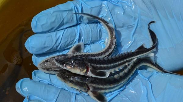 wwf a eliberat in dunare peste 20 000 de pui de nisetru