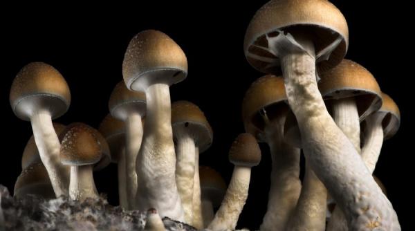 ciuperci halucinogene remediul viitorului in depresie