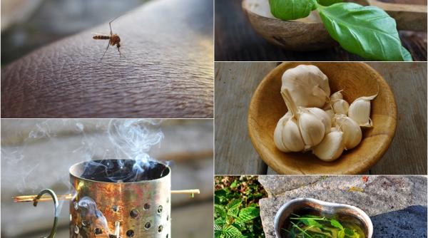 cum scapi de tantari cu usturoi menta sau busuioc remedii ieftine si eficiente