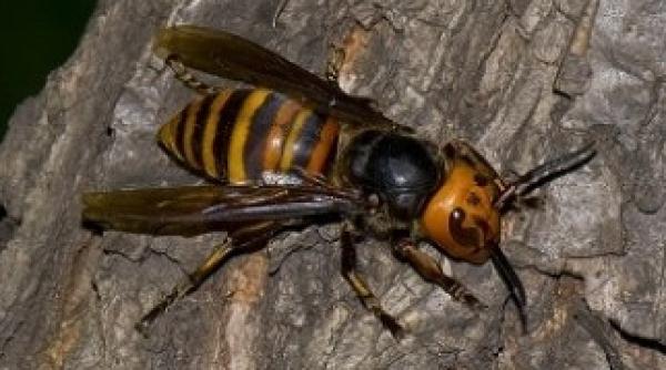 invazie de viespi in marea britanie avertisment pentru locuitori