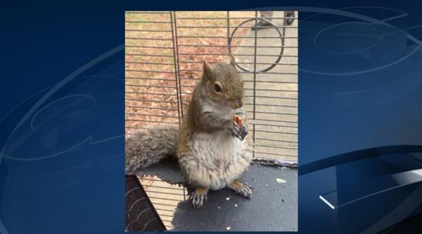 veverita dopata cu metamfetamina pentru a fi transformata in animal de atac