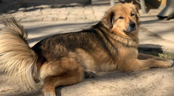 cum sa scapi de parul lasat de animale in fiecare colt al casei