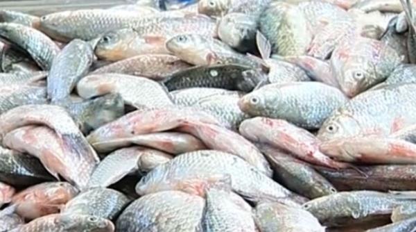 pescuit ilegal  peste 150 de perchezitii si 16 persoane retinute