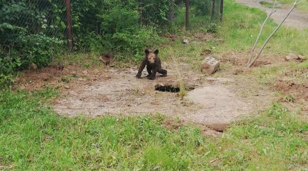 pui de urs eliberat de jandarmi dintr un canal la baile tusnad