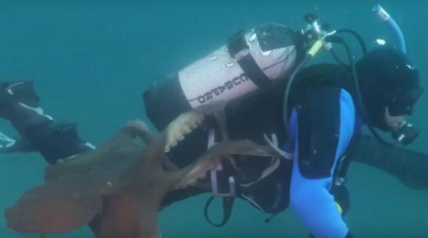 scafandru atacat de o caracatita video