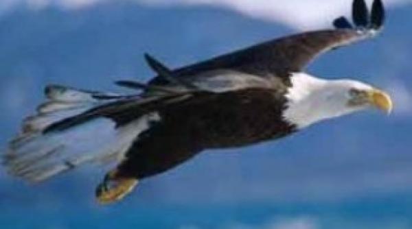 sute de vulturi rari otraviti in masa in botswana braconierii principalii suspecti