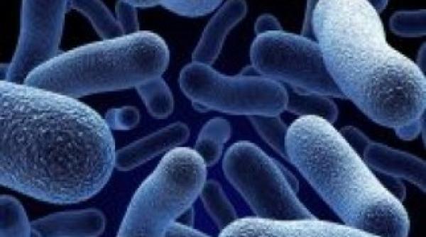 bacteriile rezistente la antibiotice se pot transmite prin alimente vegetale  avertizeaza oamenii de stiinta