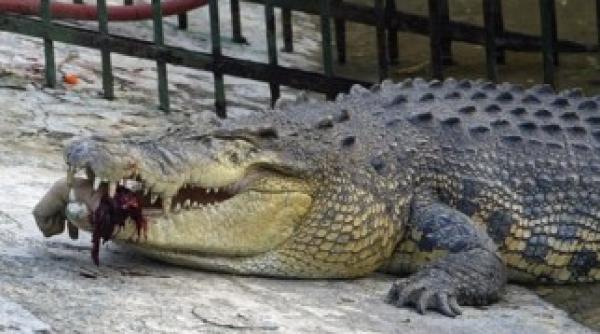 incalzirea globala ar putea duce la o inmultire a atacurilor crocodililor