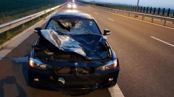 nou accident cu animale pe autostrada cerb lovit de un autoturism pe a10 aiud turda