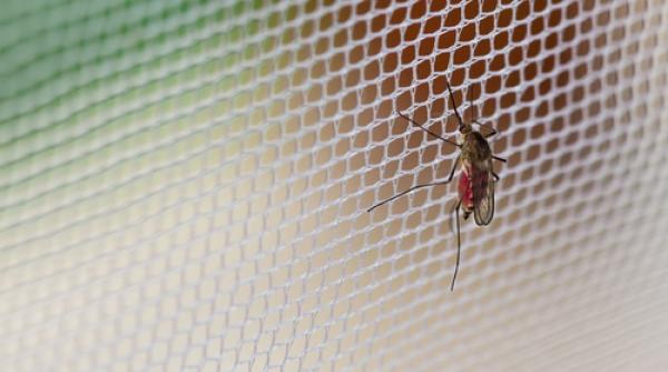 solutia naturala anti tantari daca stai la curte  ce trebuie sa faci